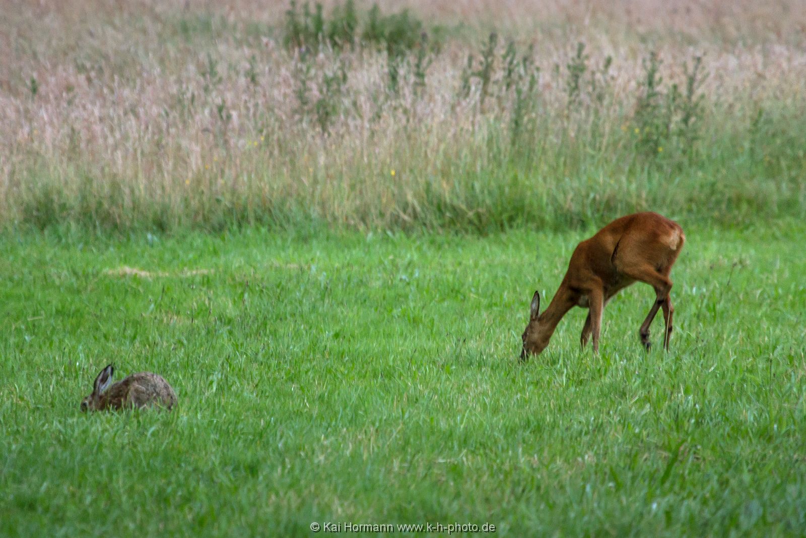 hase-und-reh Wildtiere im Kreis Minden-Lübbecke.