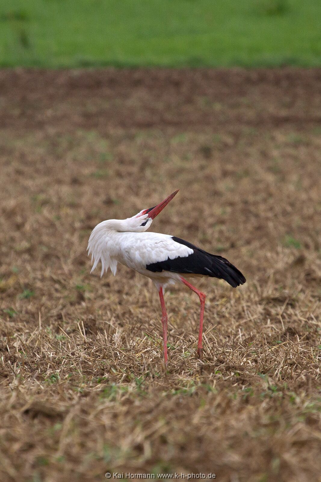 klappernder-storch Wildtiere im Kreis Minden-Lübbecke.