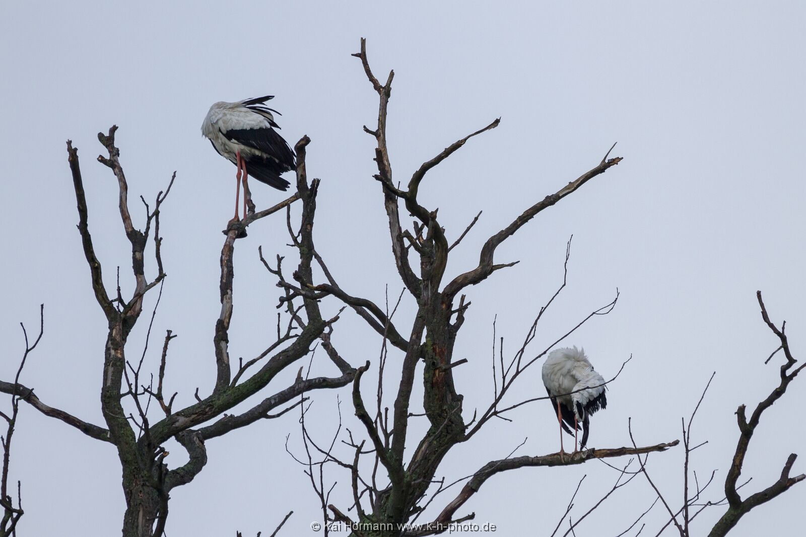 kopflos Wildtiere im Kreis Minden-Lübbecke.