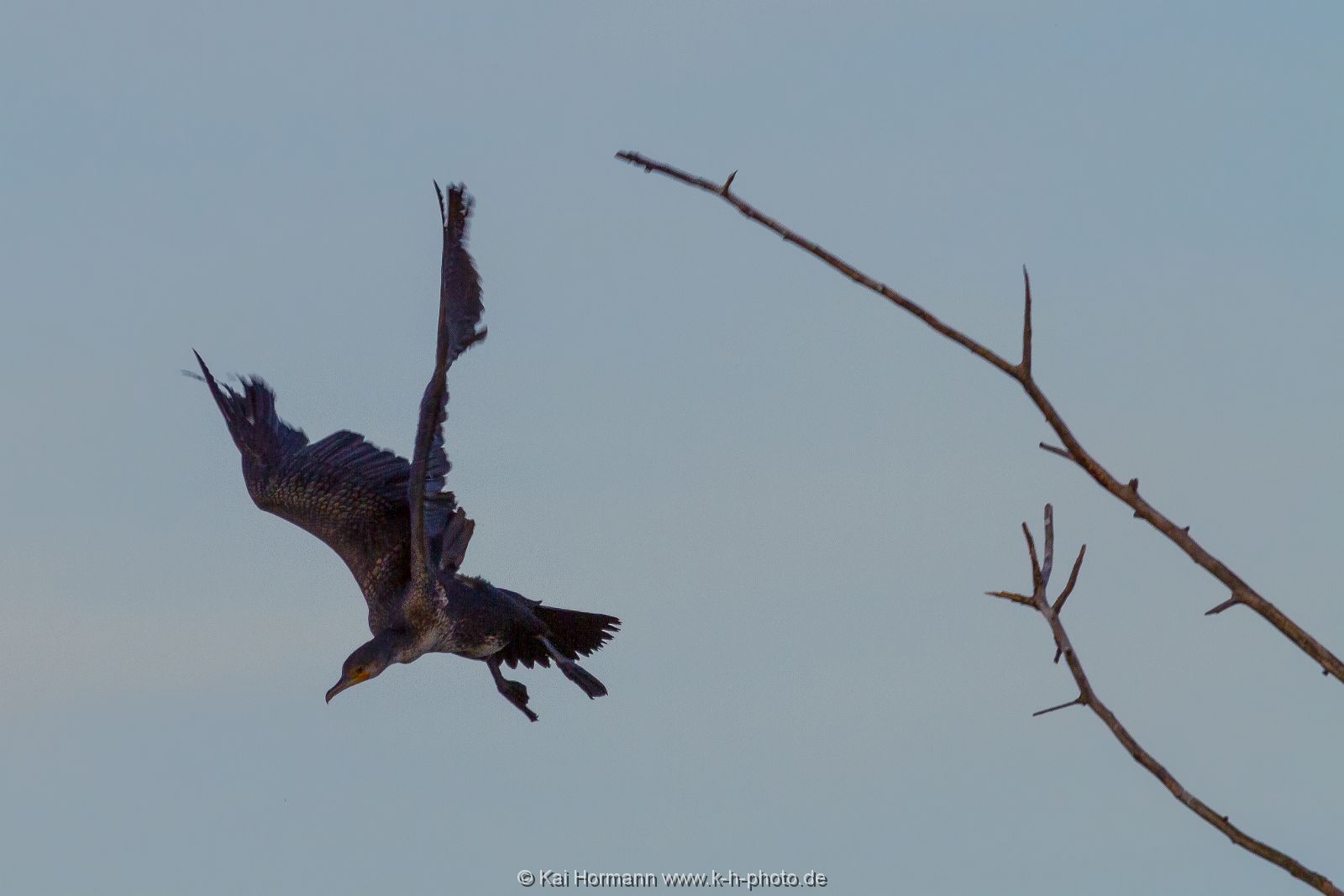 kormoran-im-abflug Wildtiere im Kreis Minden-Lübbecke.