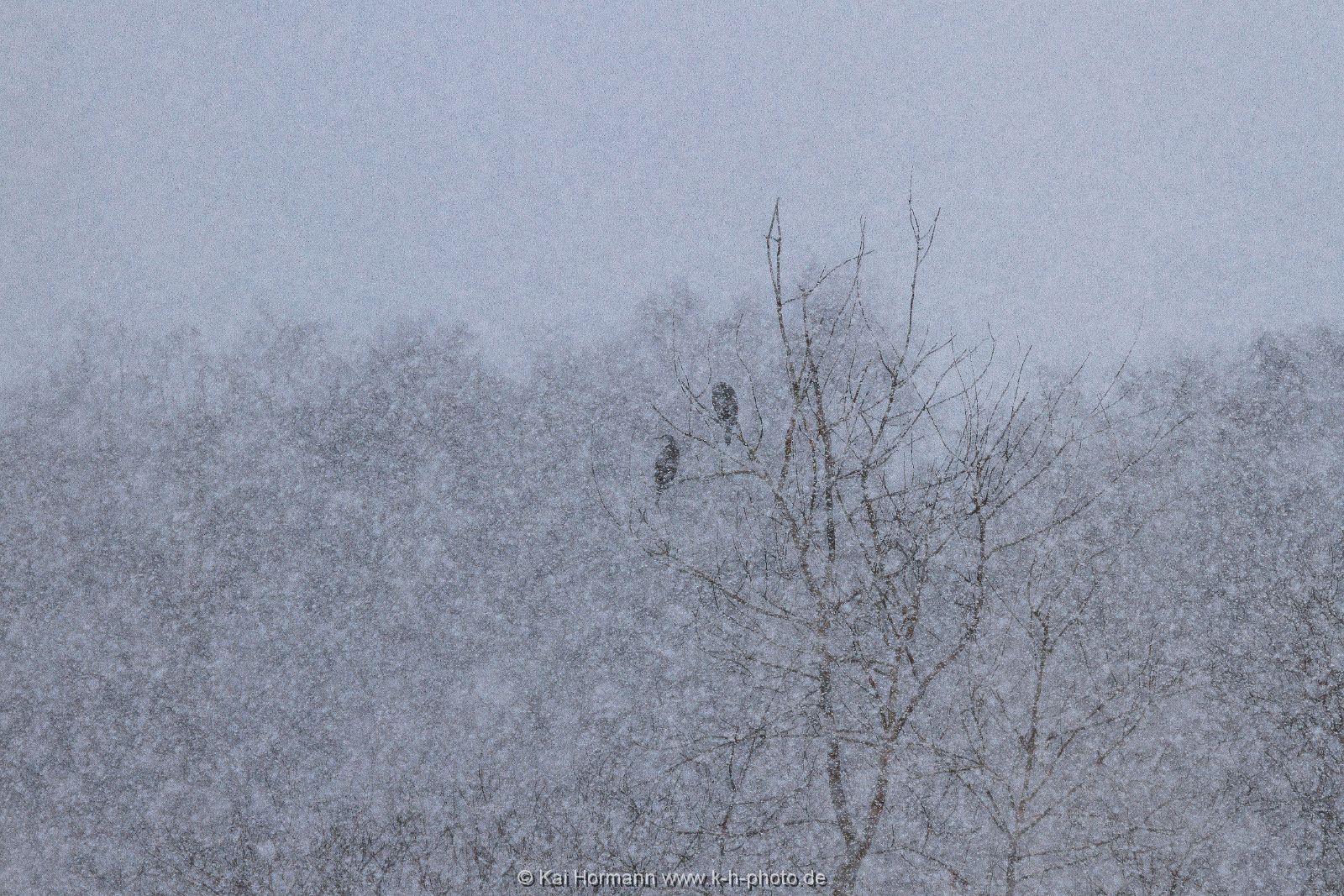 kormorane-im-schneetreiben Wildtiere im Kreis Minden-Lübbecke.