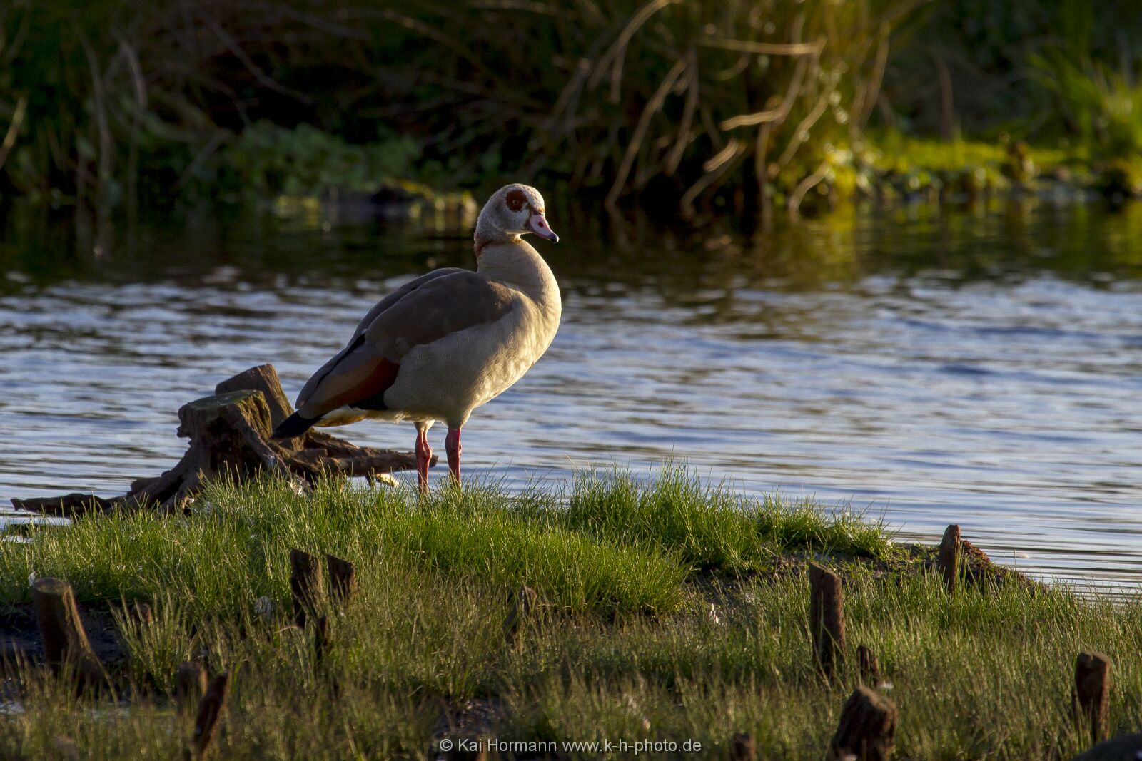 nilgans Wildtiere im Kreis Minden-Lübbecke.