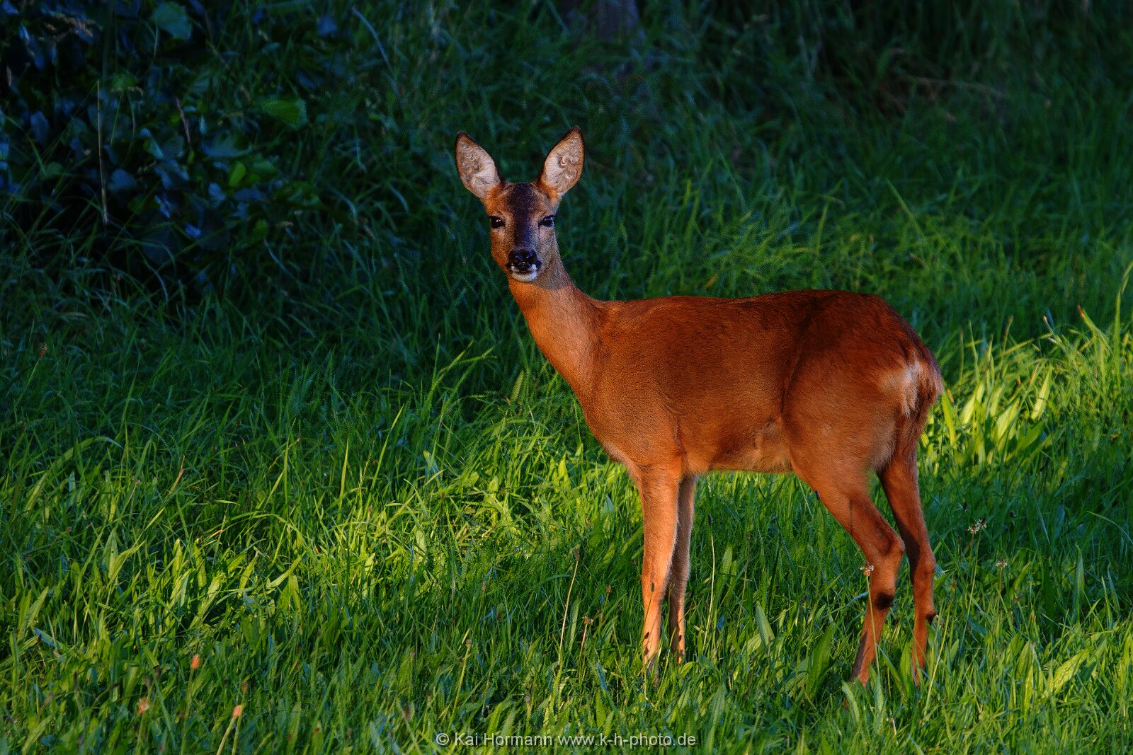 reh-im-abendlicht Wildtiere im Kreis Minden-Lübbecke.