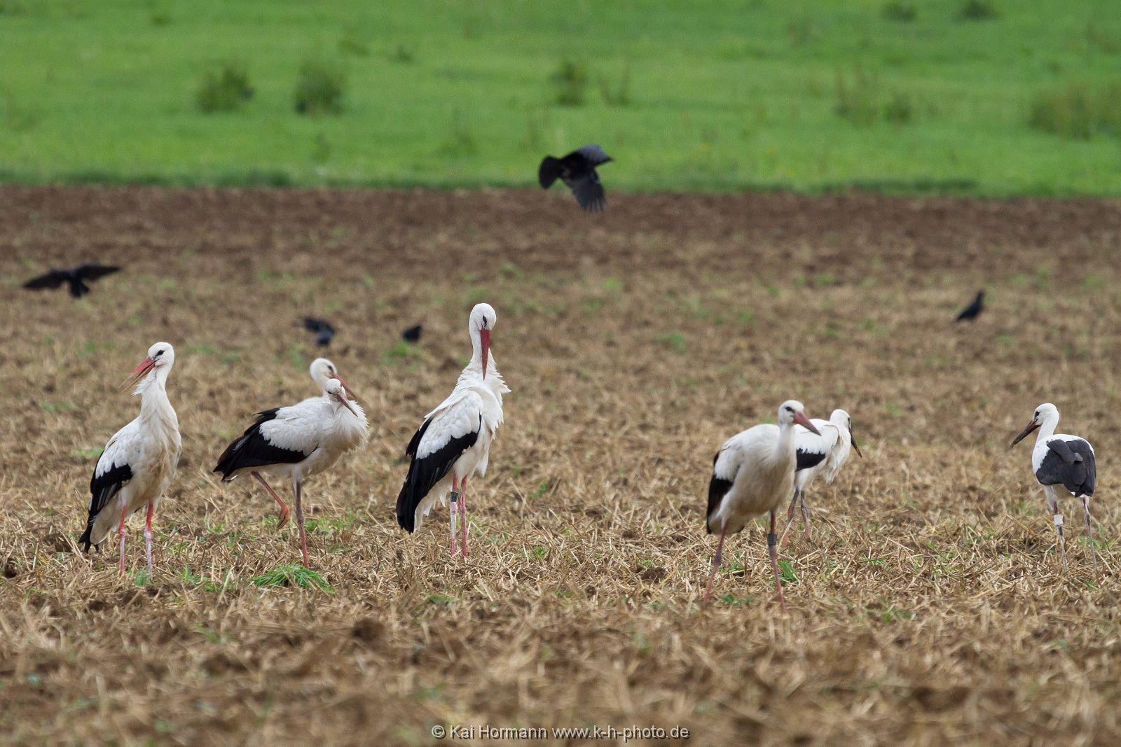 stoerche-2 Wildtiere im Kreis Minden-Lübbecke.