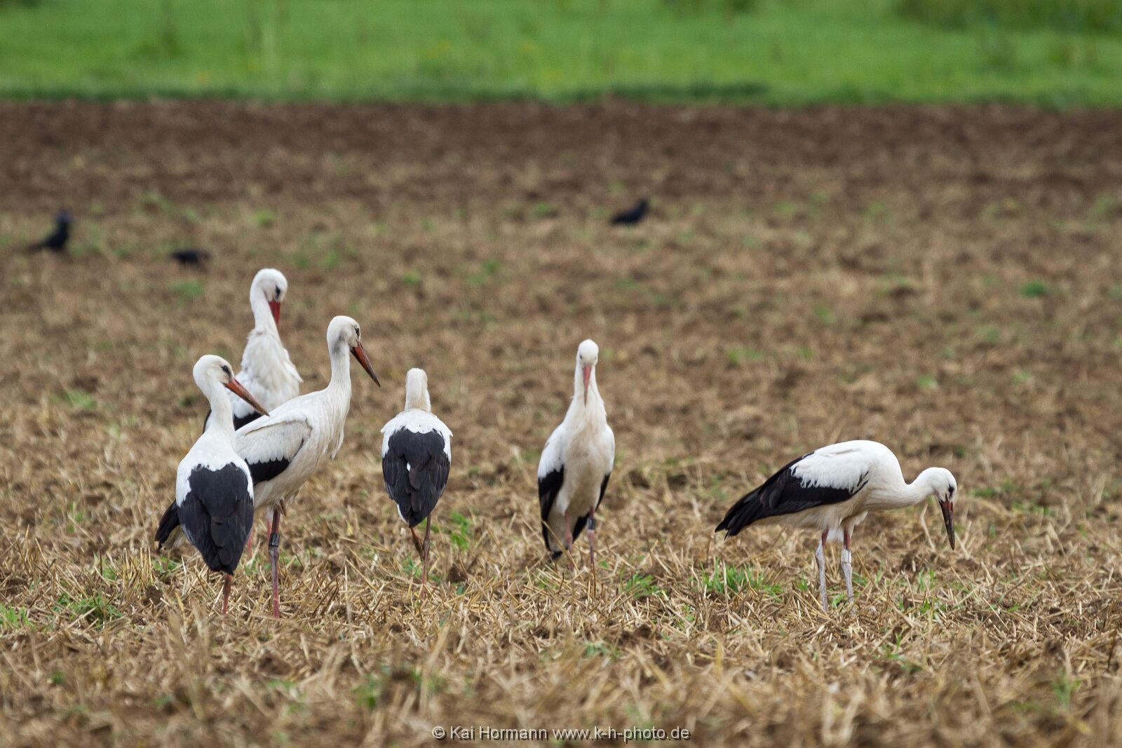 stoerche Wildtiere im Kreis Minden-Lübbecke.
