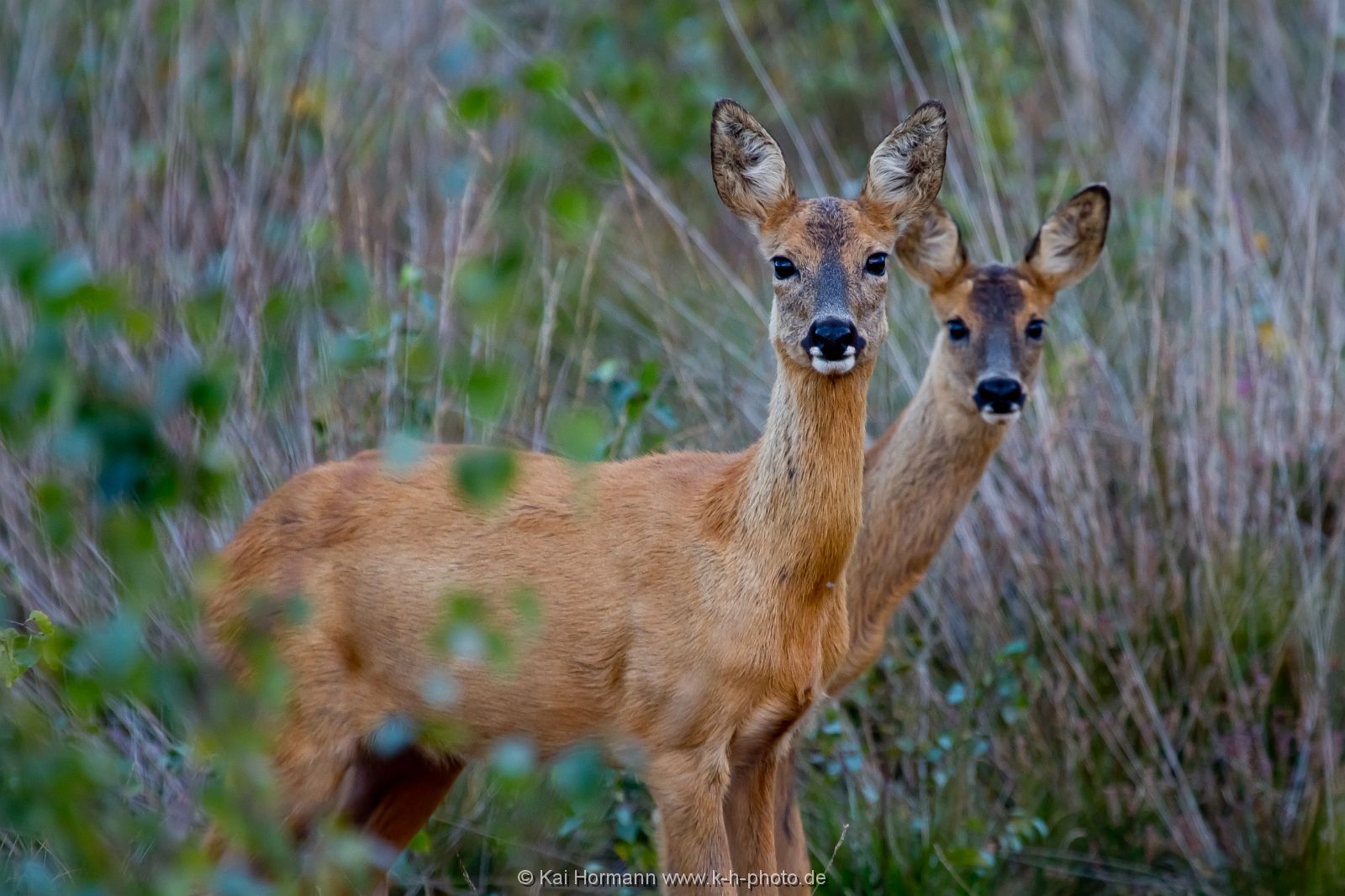 wildlife-001 Wildtiere im Kreis Minden-Lübbecke.