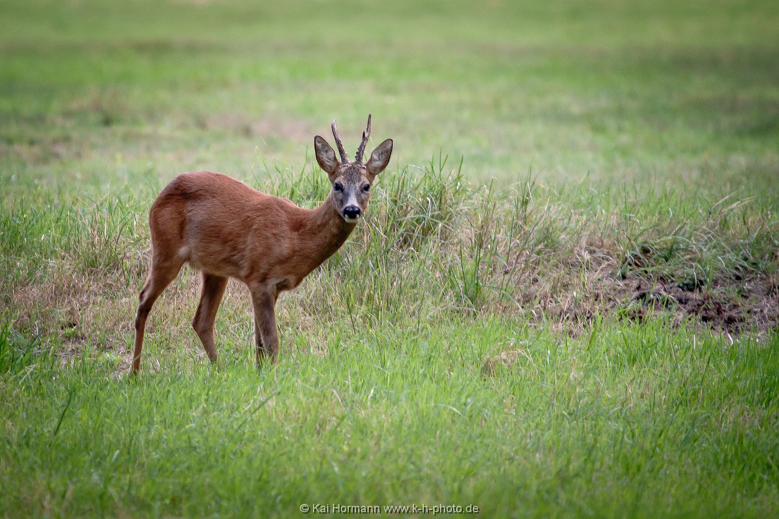 wildlife-003 Wildtiere im Kreis Minden-Lübbecke.