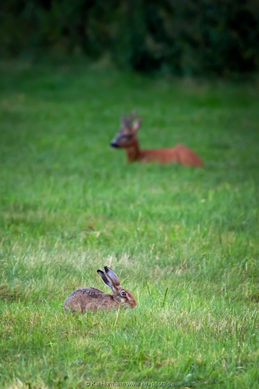 wildlife-004 Wildtiere im Kreis Minden-Lübbecke.