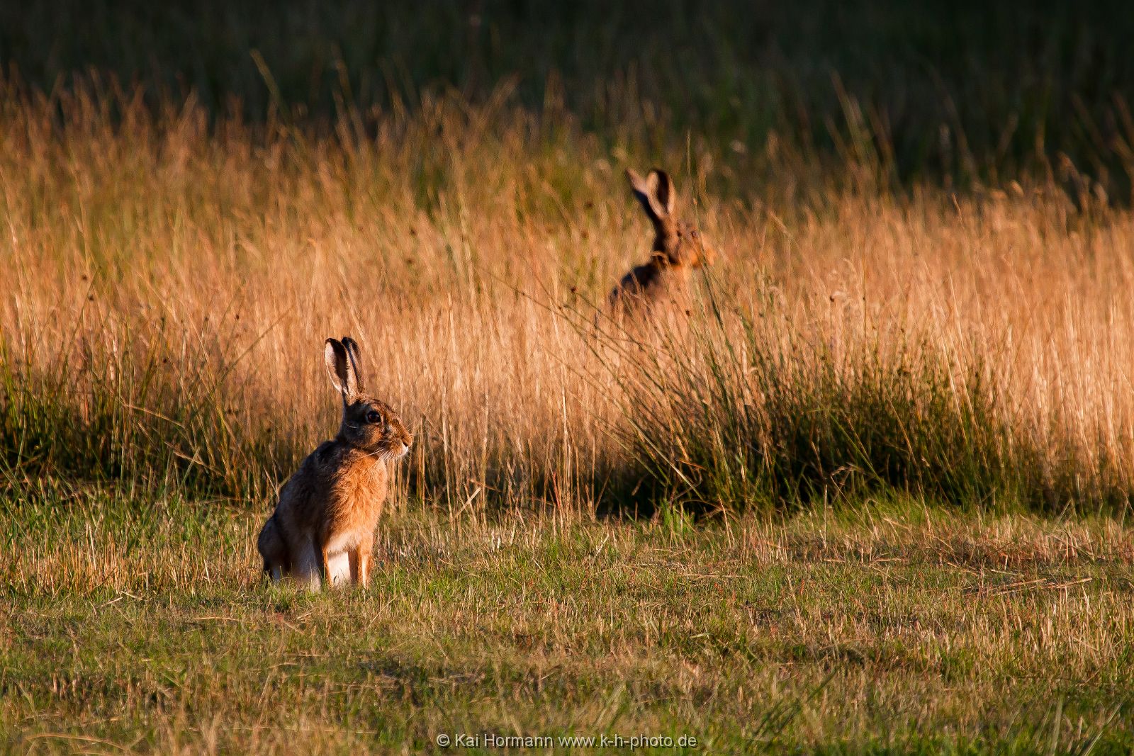 wildlife-007 Wildtiere im Kreis Minden-Lübbecke.