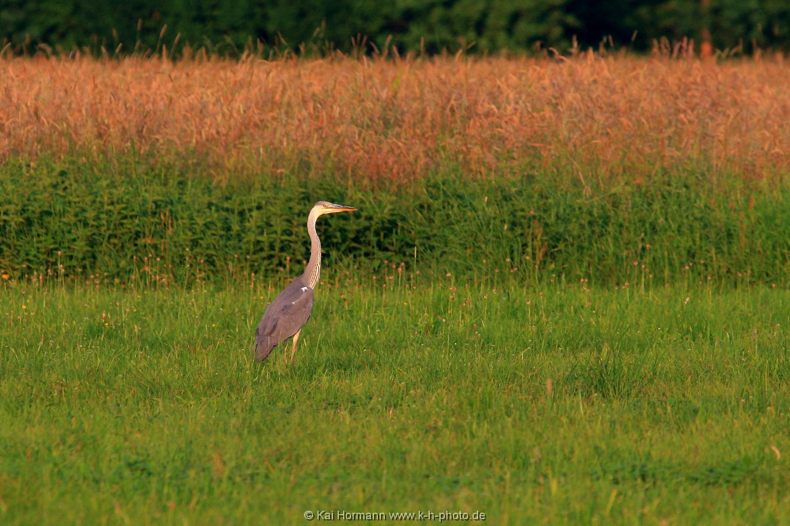 wildlife-019 Wildtiere im Kreis Minden-Lübbecke.