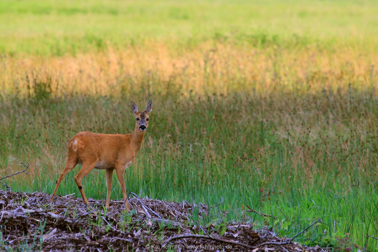 wildlife-020 Wildtiere im Kreis Minden-Lübbecke.