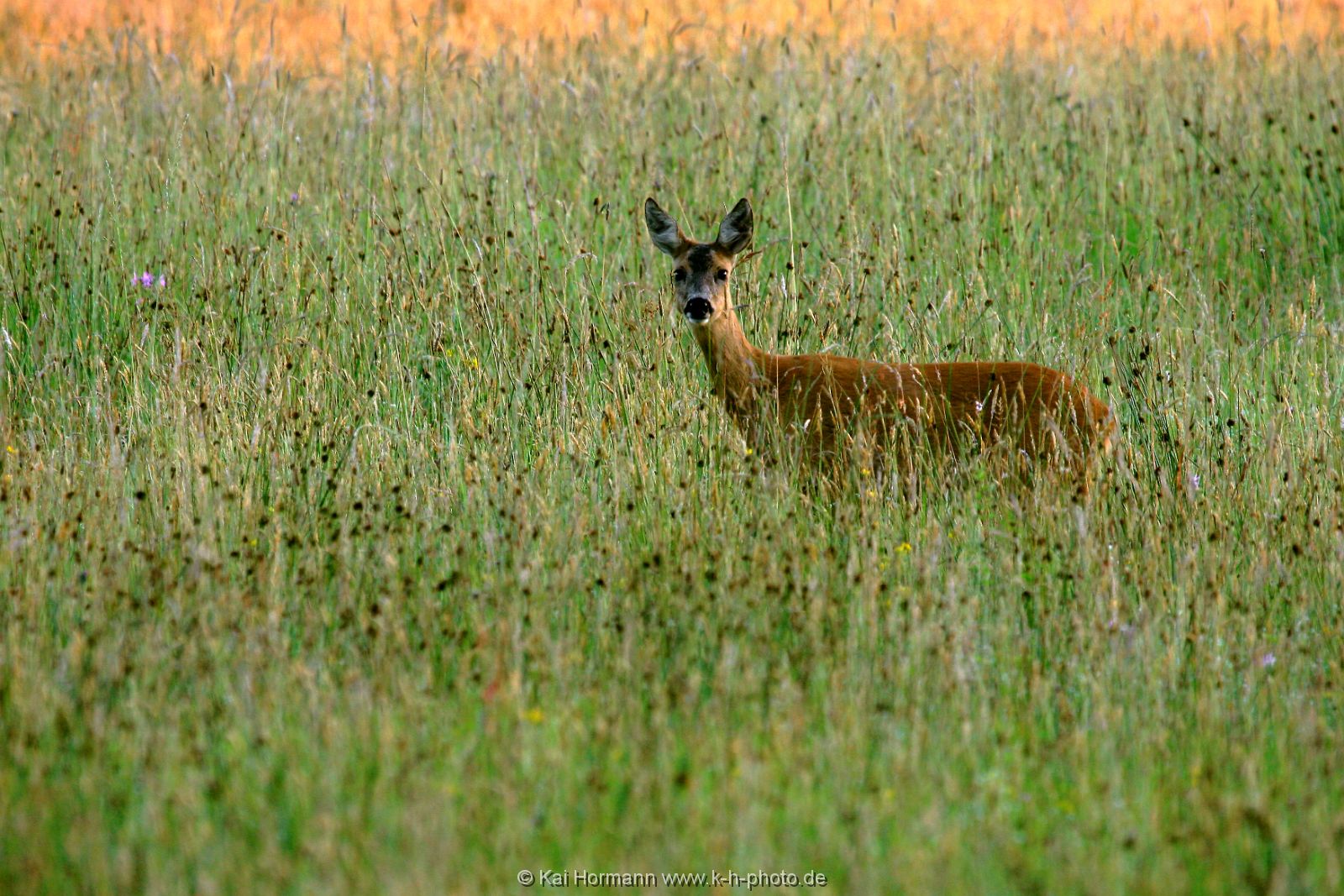 wildlife-021 Wildtiere im Kreis Minden-Lübbecke.