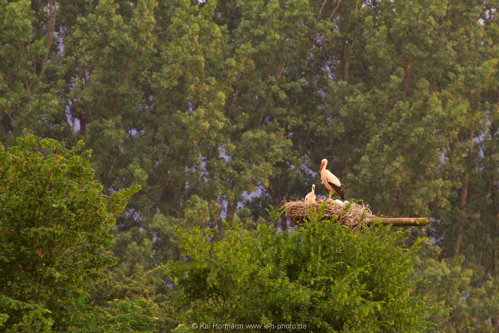wildlife-028 Wildtiere im Kreis Minden-Lübbecke.