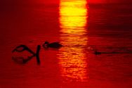 ente-im-abendlicht-mai-2018 Wildtiere im Kreis Minden-Lübbecke.
