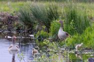 graugans_nachwuchs Wildtiere im Kreis Minden-Lübbecke.