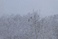 kormorane-im-schneetreiben Wildtiere im Kreis Minden-Lübbecke.