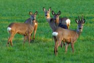 rehe_april_2021 Wildtiere im Kreis Minden-Lübbecke.