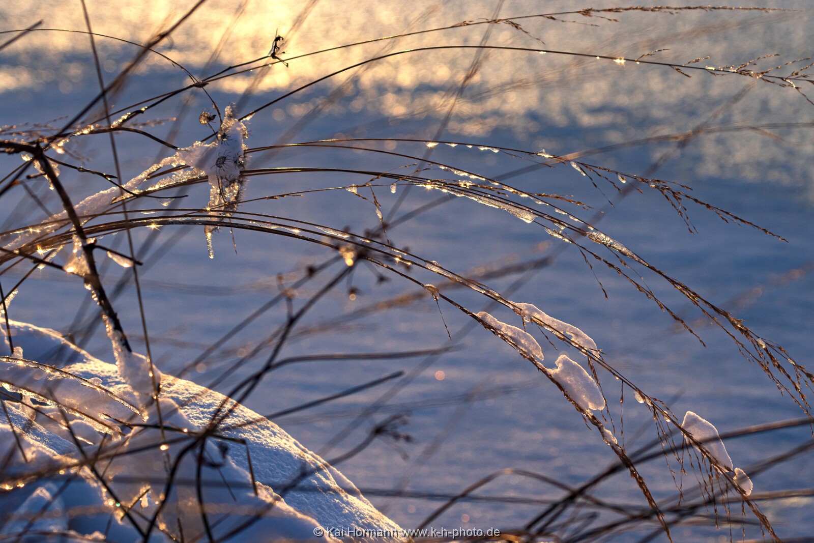 Das Große Torfmoor im Winter, Jan 2026, Bild 10 