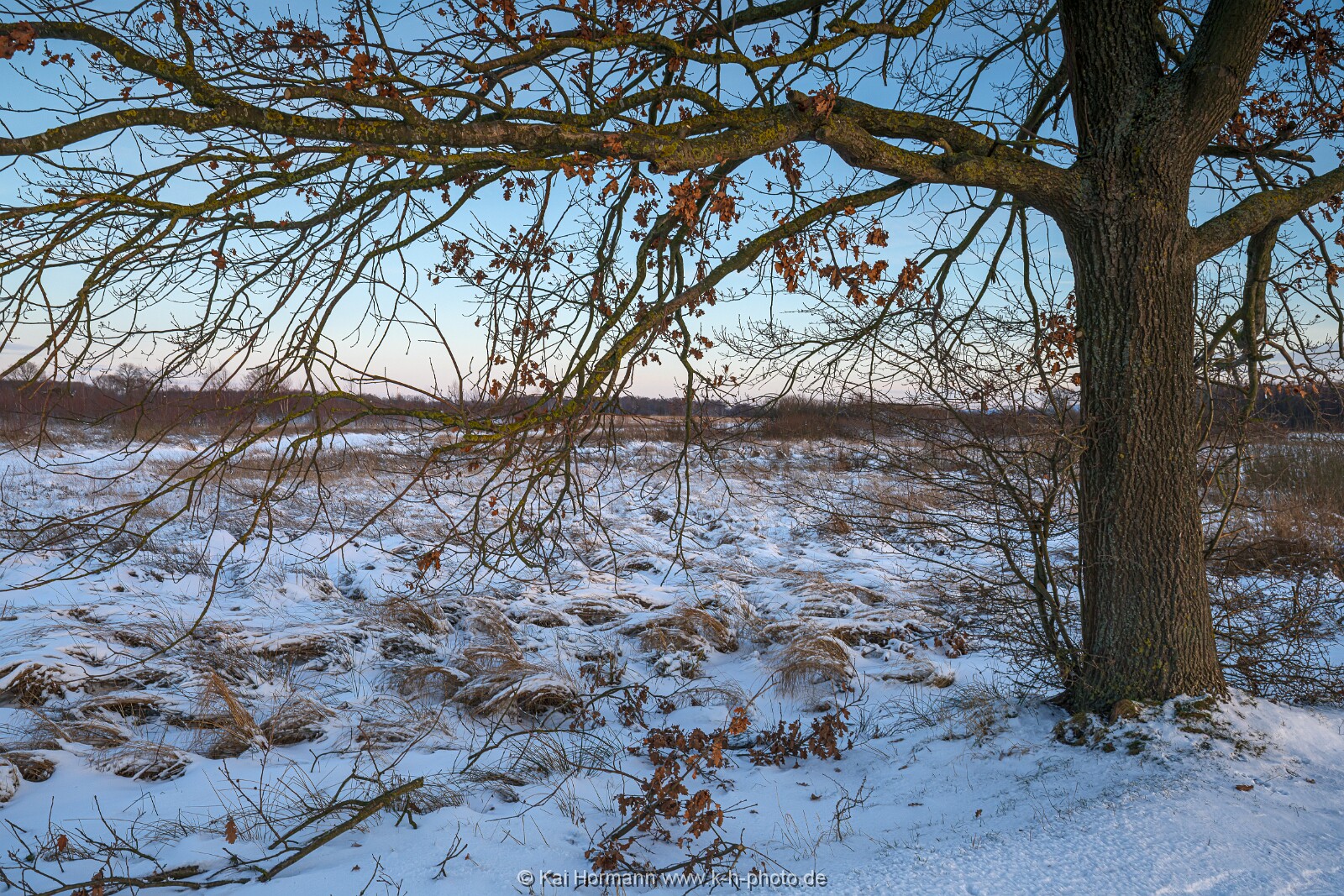 Das Große Torfmoor im Winter, Jan 2026, Bild 12 