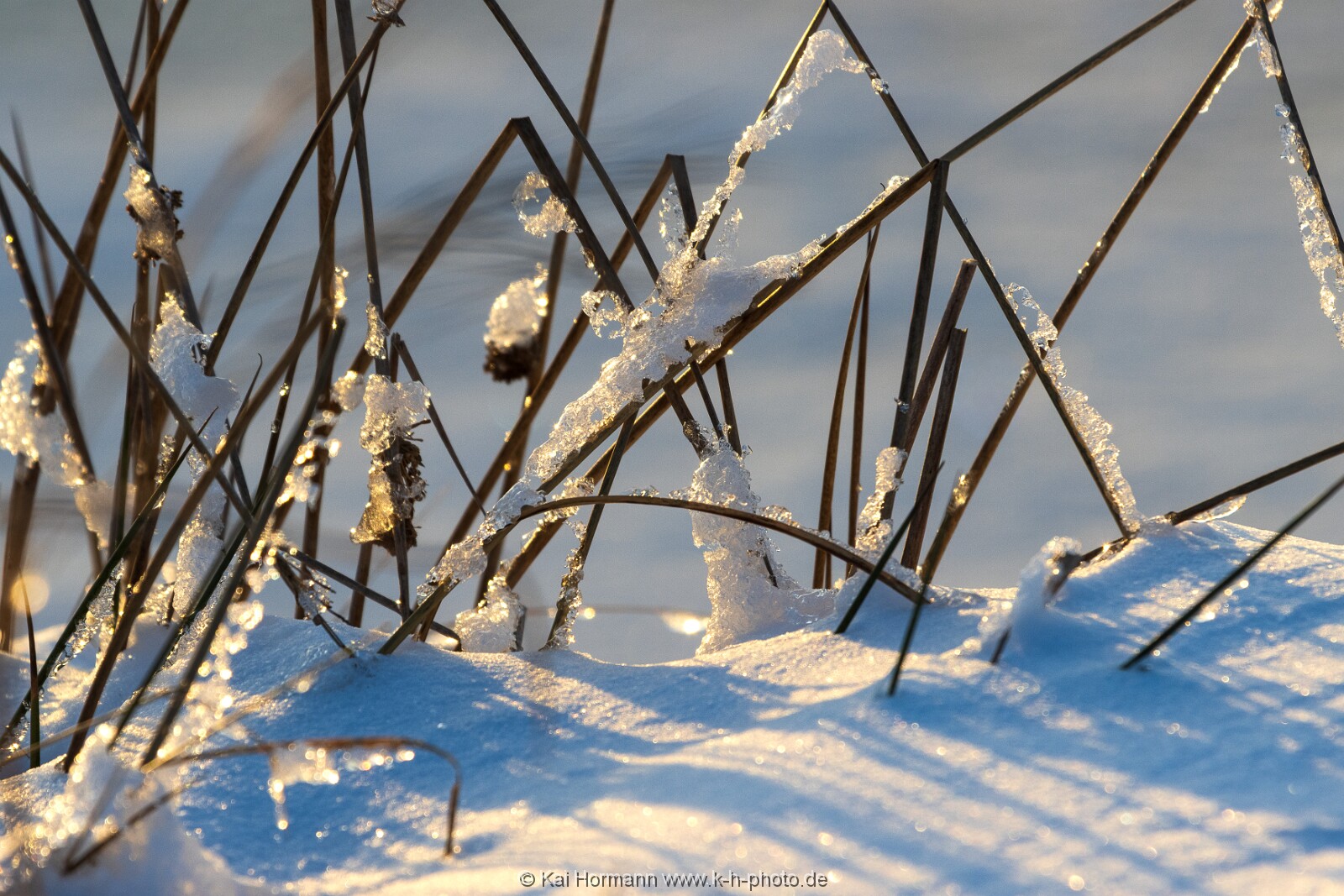 Das Große Torfmoor im Winter, Jan 2026, Bild 13 