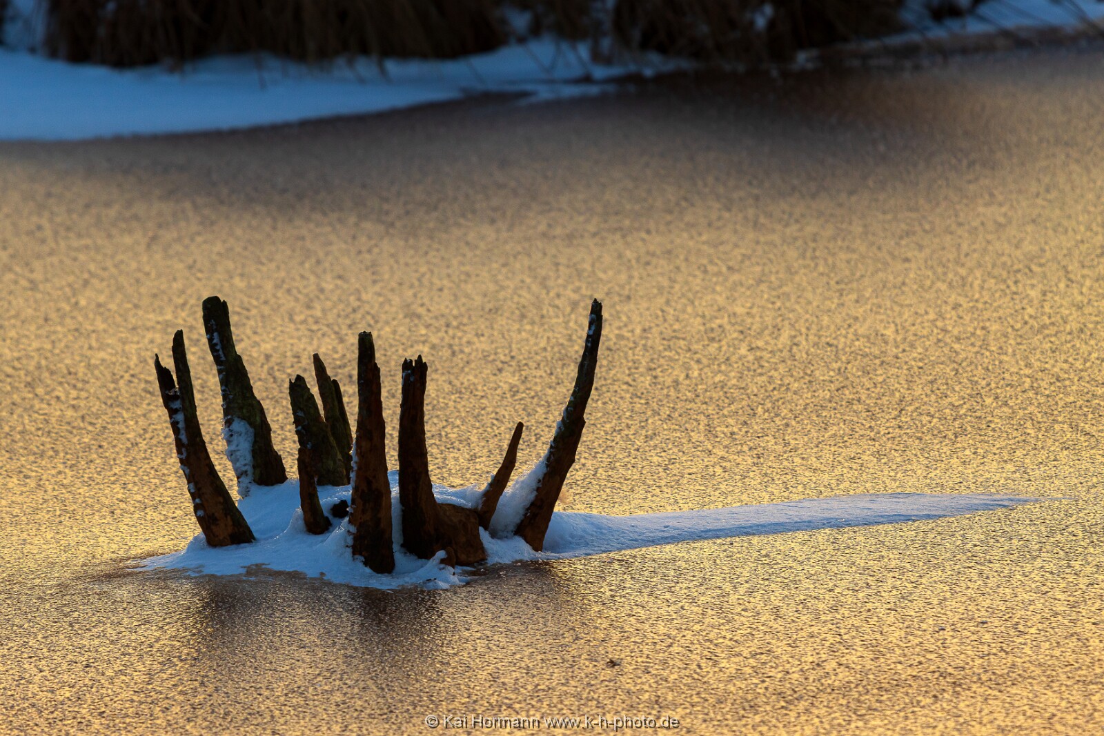 Das Große Torfmoor im Winter, Jan 2026, Bild 14 