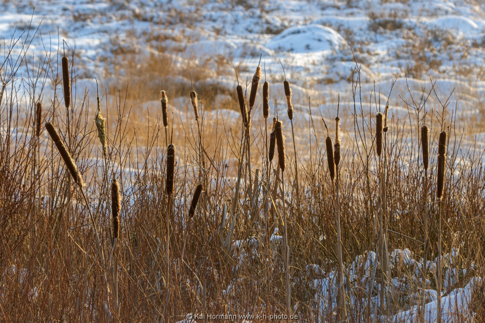 Das Große Torfmoor im Winter, Jan 2026, Bild 21 