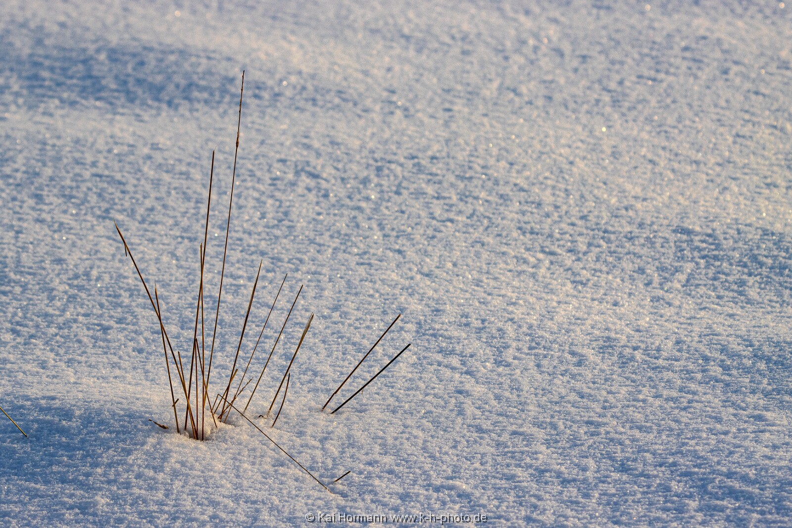 Das Große Torfmoor im Winter, Jan 2026, Bild 26 