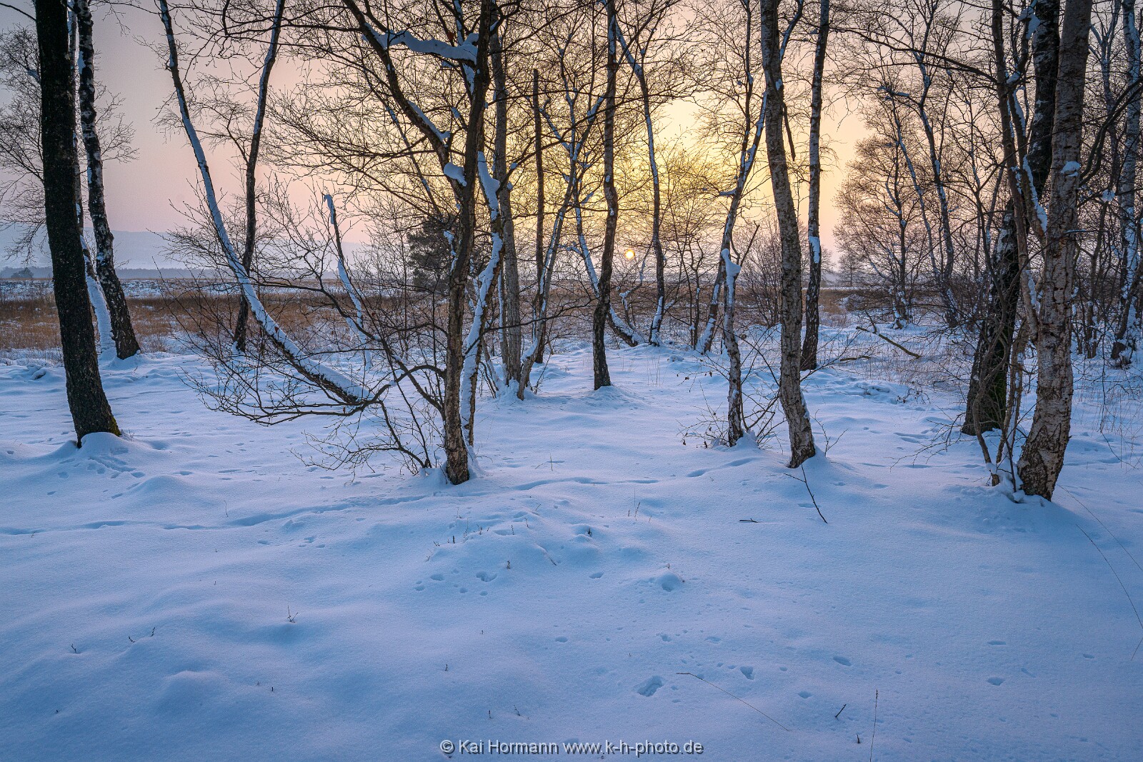 Das Große Torfmoor im Winter, Jan 2026, Bild 31 