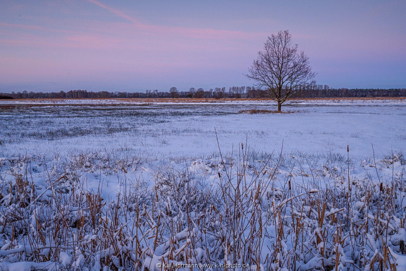 Das Große Torfmoor im Winter, Jan 2026, Bild 5 