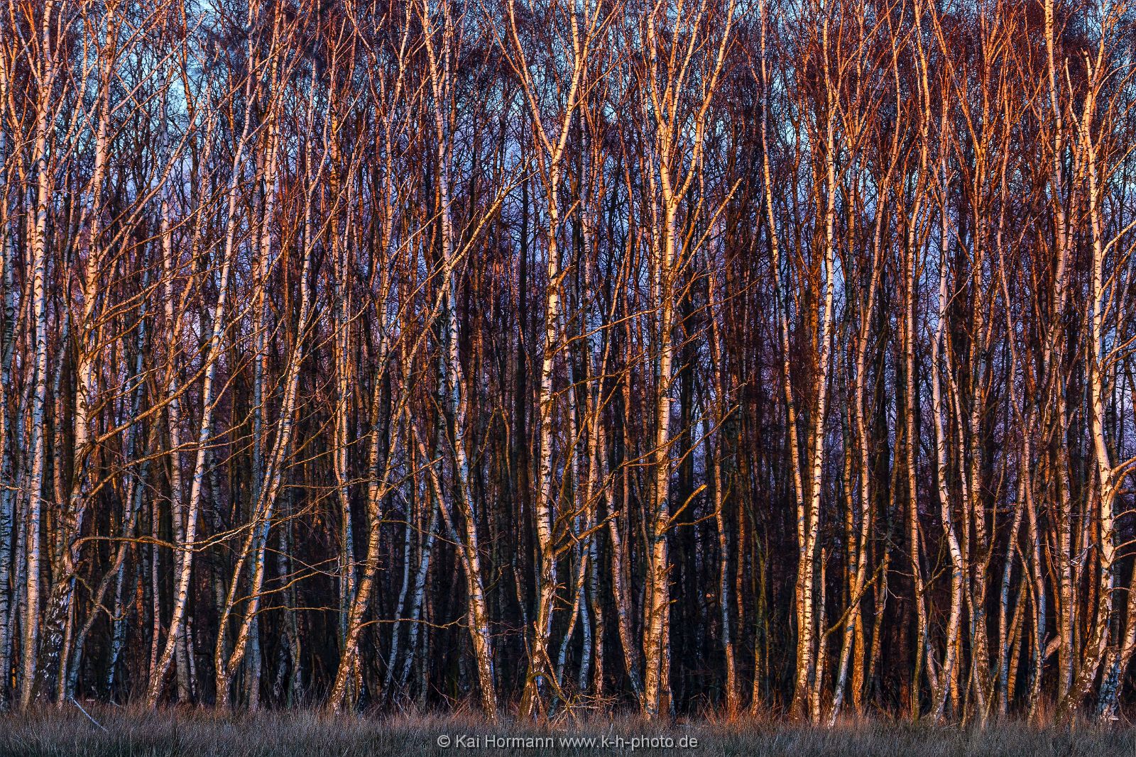 Großes Torfmoor Das Große Torfmoor.