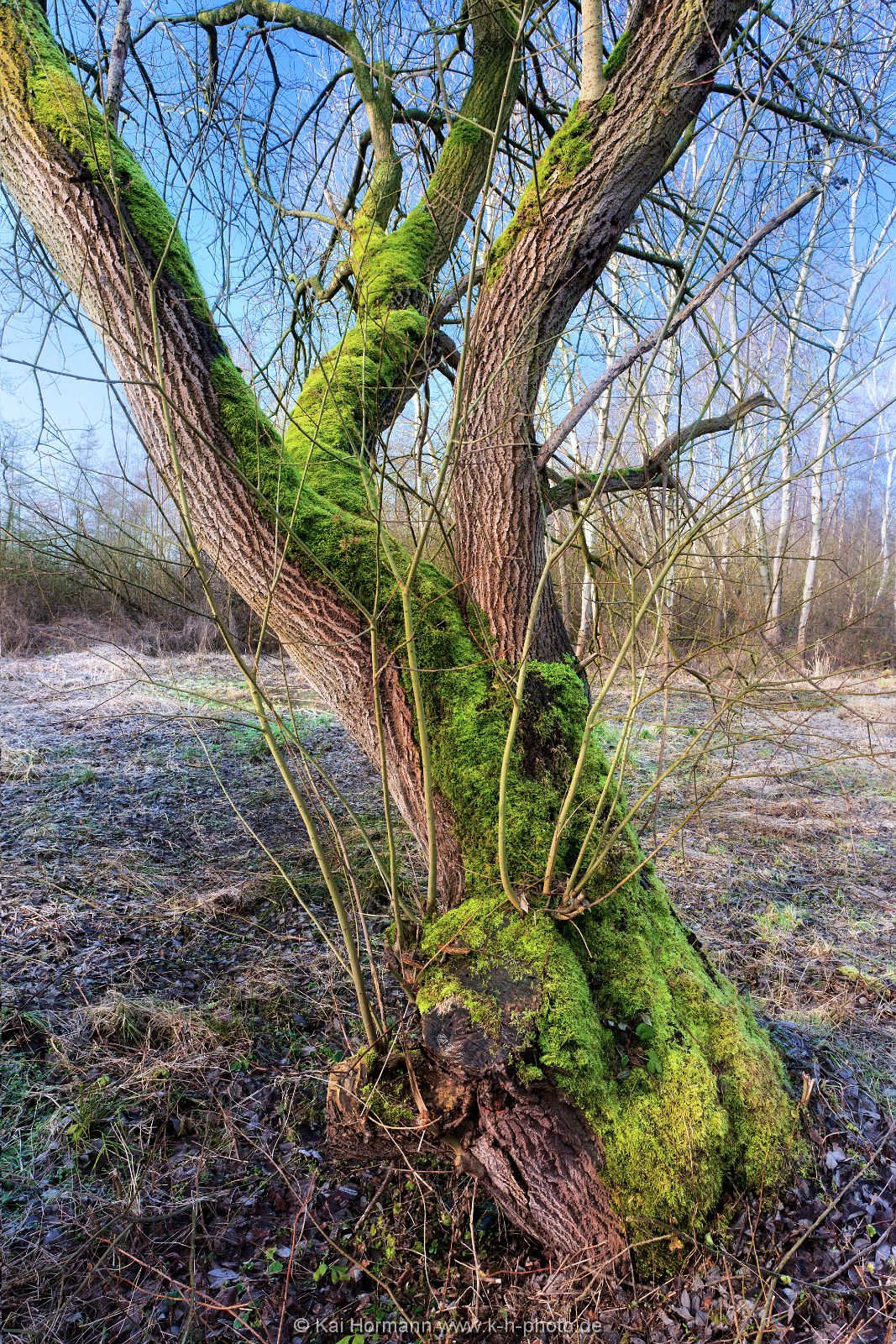 Großes Torfmoor Das Große Torfmoor.