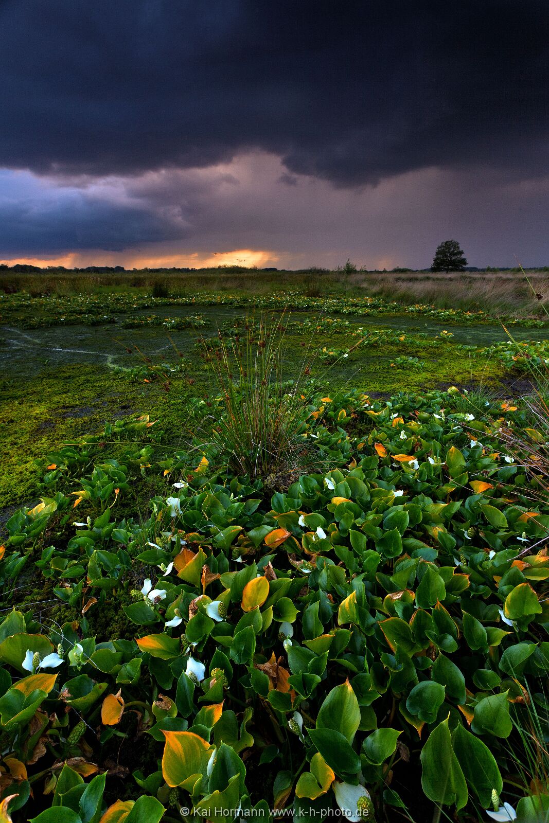 Großes Torfmoor Das Große Torfmoor.