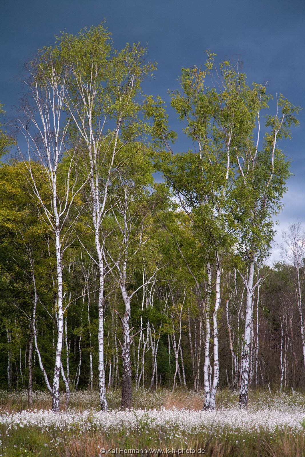 Großes Torfmoor Das Große Torfmoor.