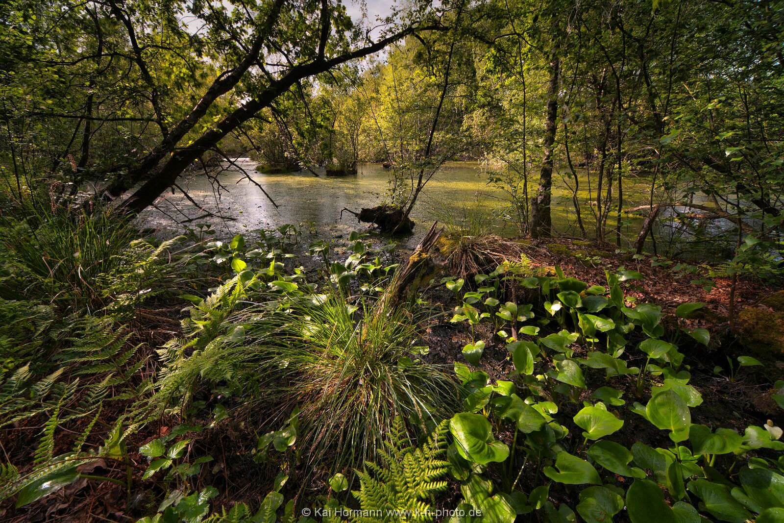 Großes Torfmoor Das Große Torfmoor.