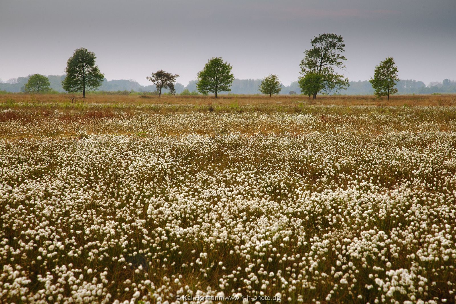 Großes Torfmoor Das Große Torfmoor.