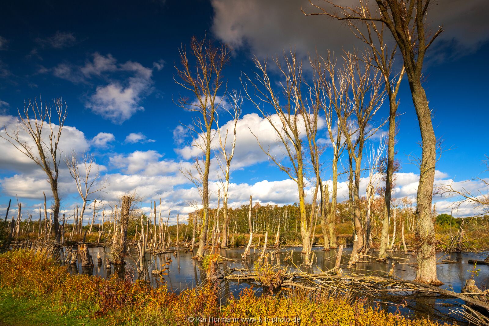 Goldener Oktober im östlichen Moor. Bild 1. 