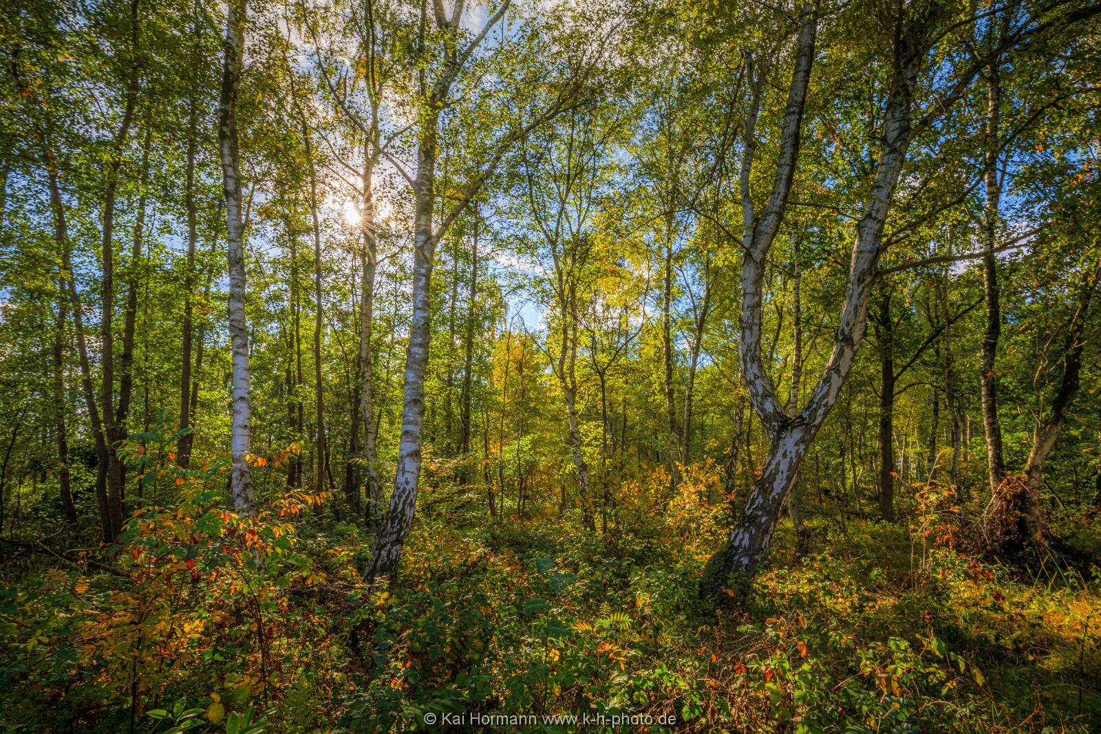 Goldener Oktober im östlichen Moor. Bild 12. 