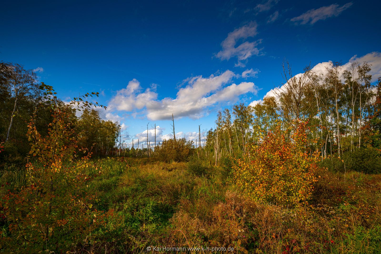 Goldener Oktober im östlichen Moor. Bild 6. 