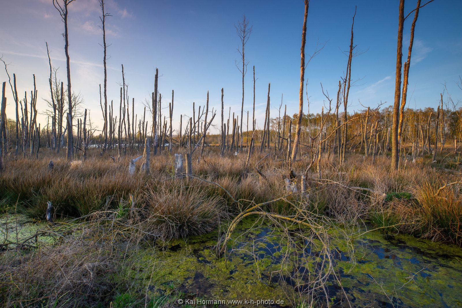 Großes Torfmoor Das Große Torfmoor.