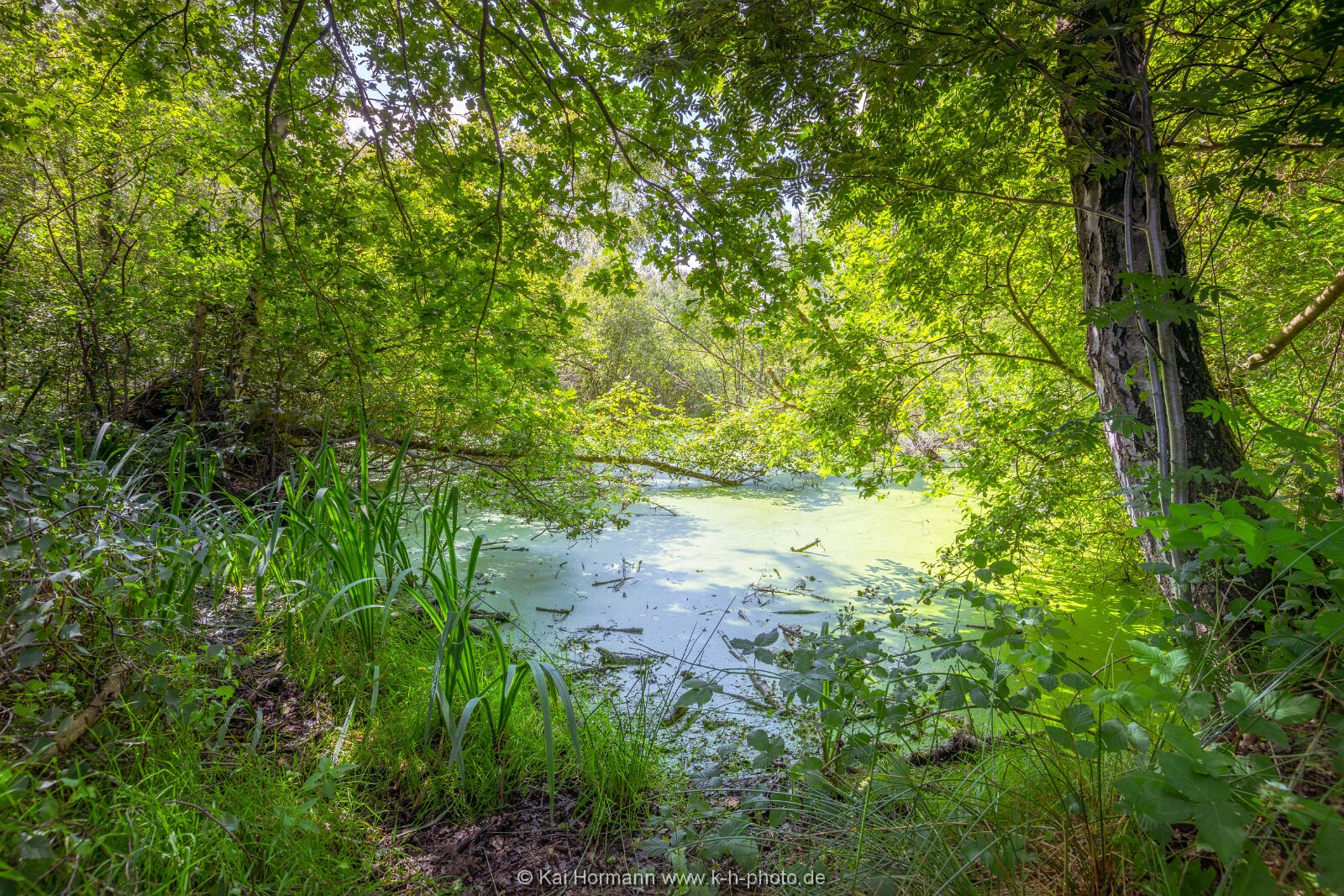 Großes Torfmoor Das Große Torfmoor.