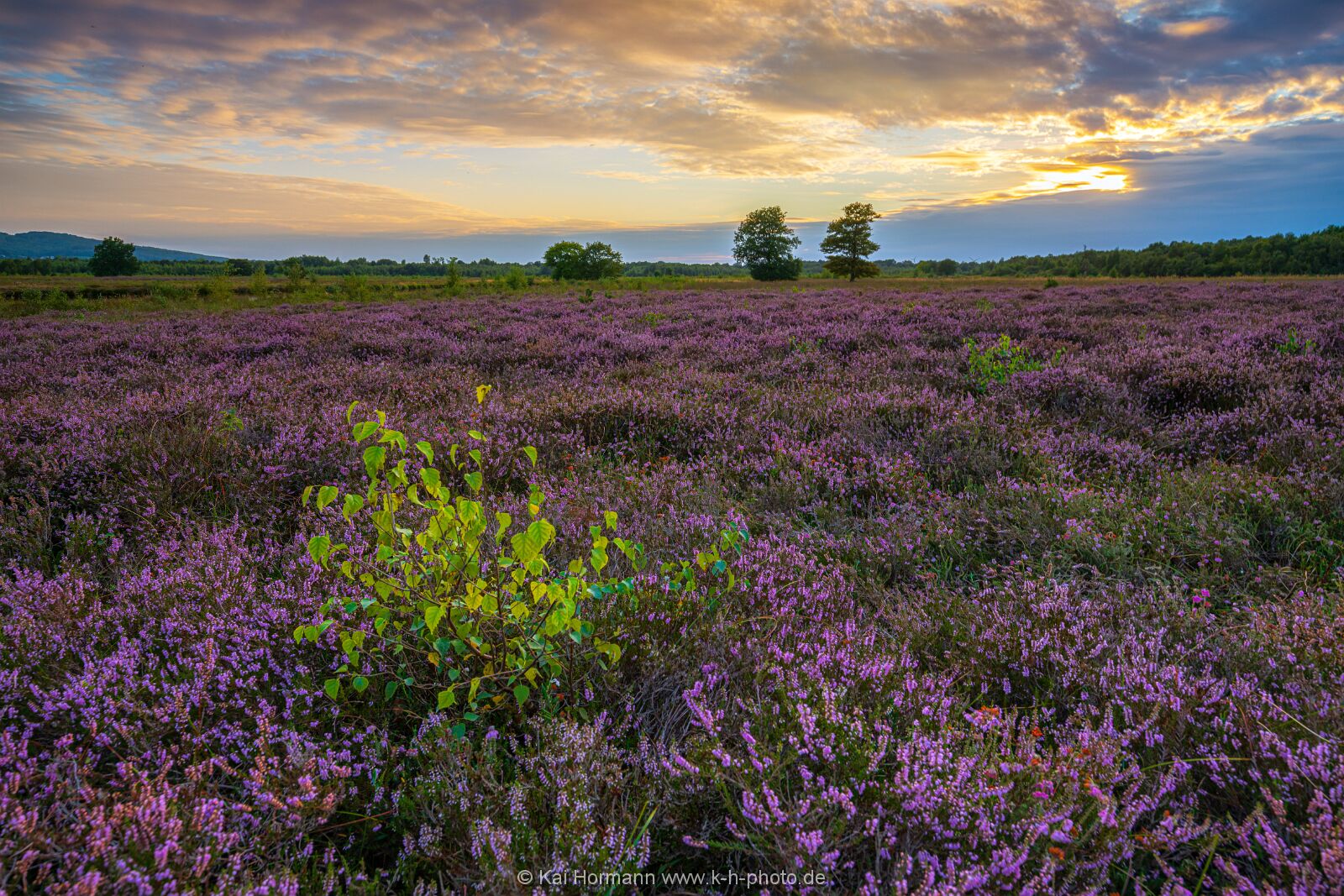 Heideblüte im nördlichen, großen Torfmoor. August 2024. 