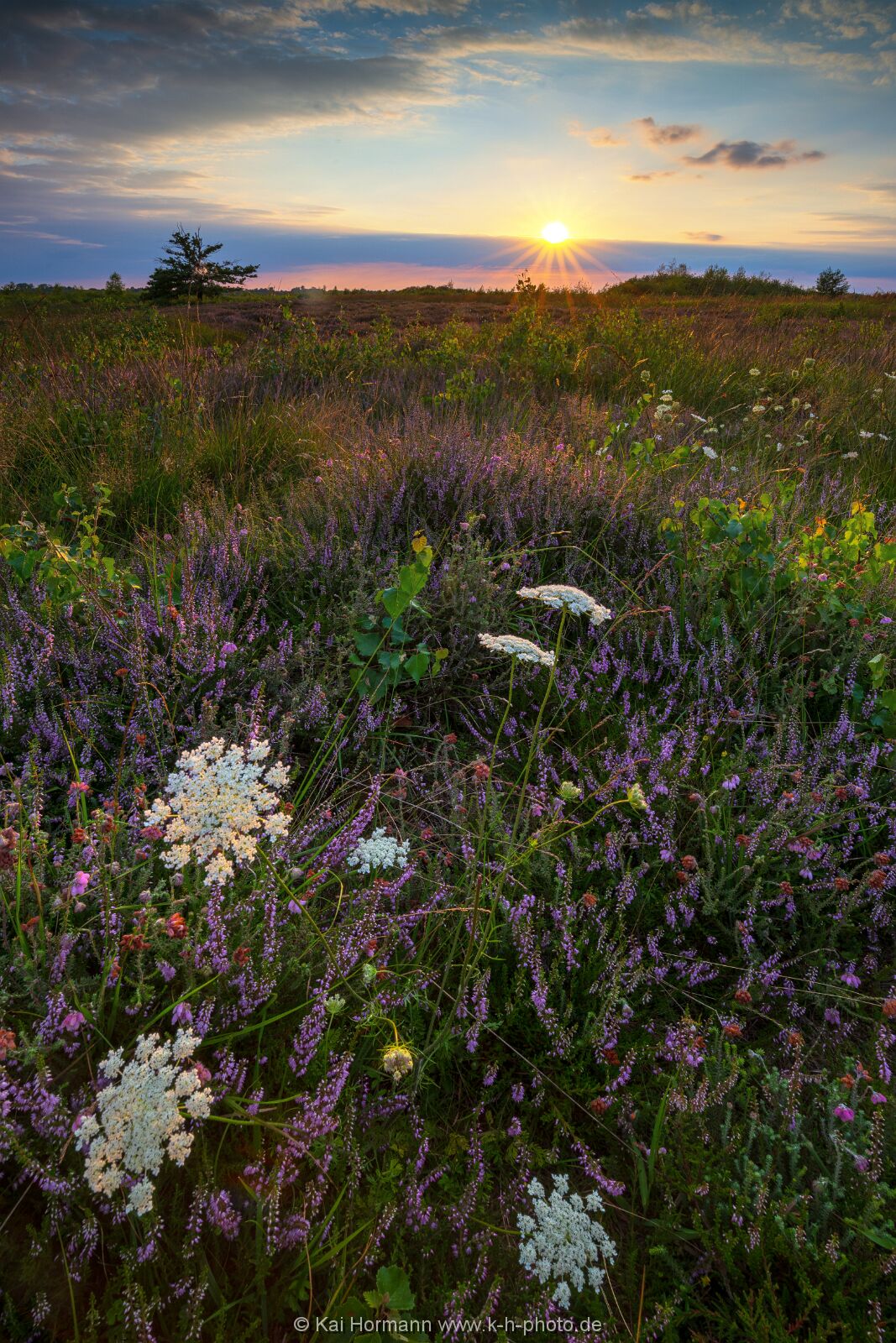 Heideblüte im südlichen, großen Torfmoor. August 2024. 