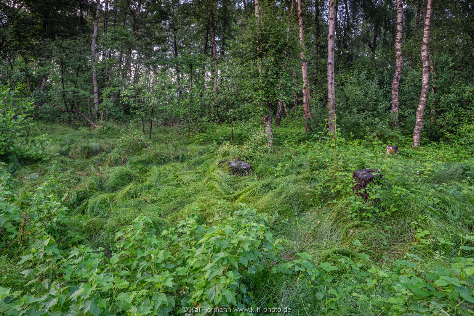 Großes Torfmoor Das Große Torfmoor.