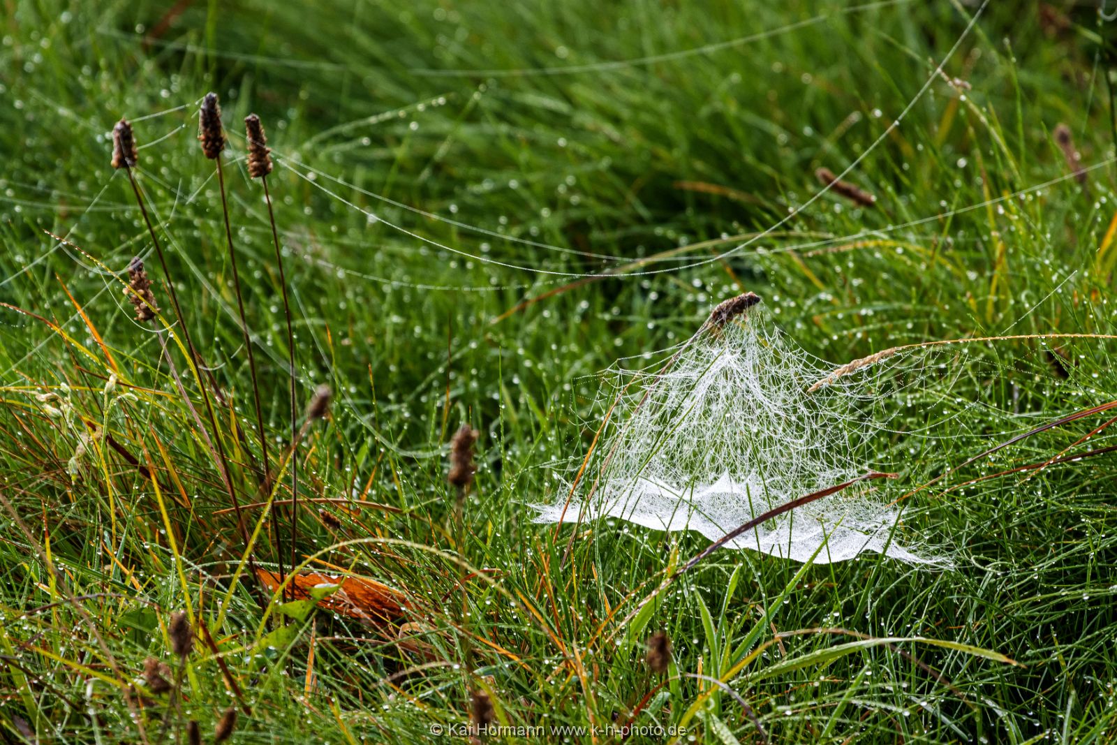 Östliches großes Torfmoor, 31 Oktober 2022. Bild 12. 