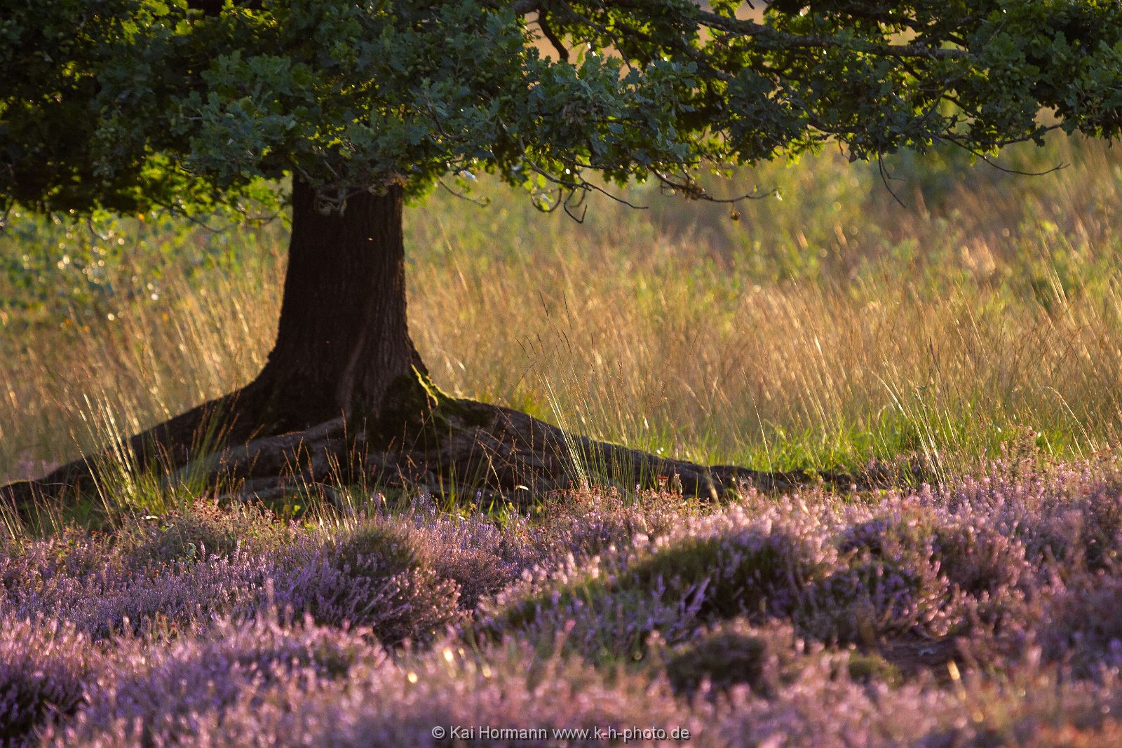 Großes Torfmoor Das Große Torfmoor.