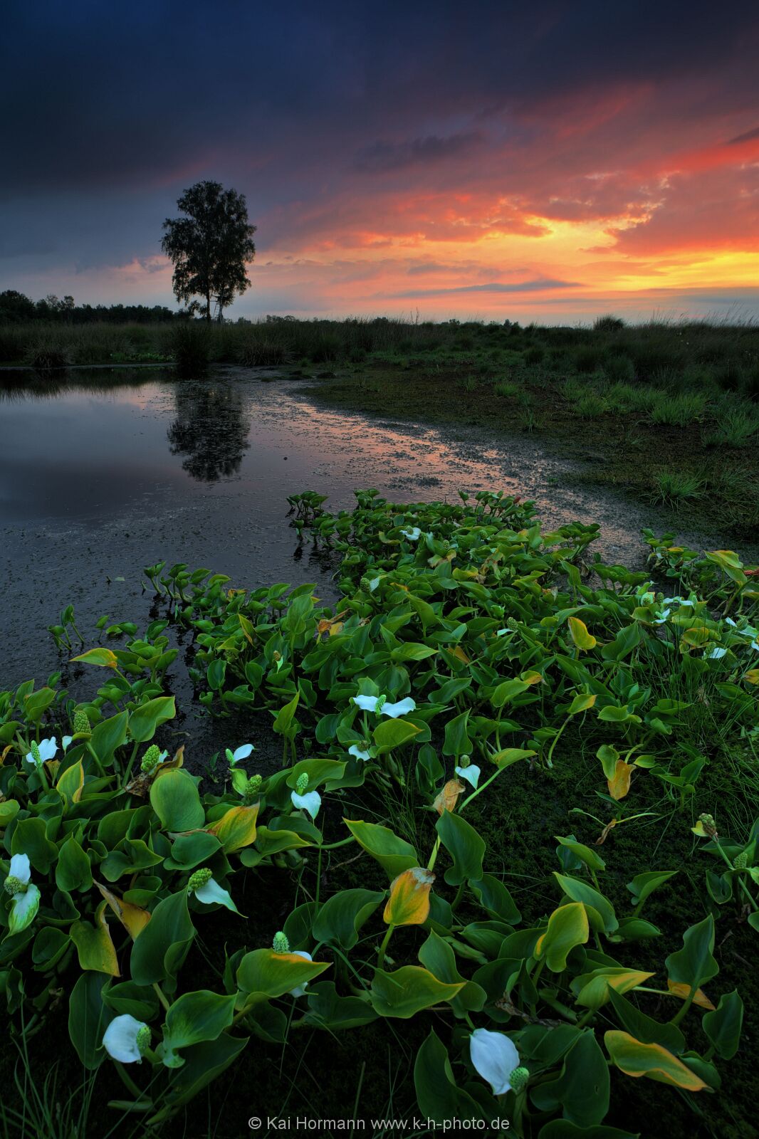 Großes Torfmoor Das Große Torfmoor.