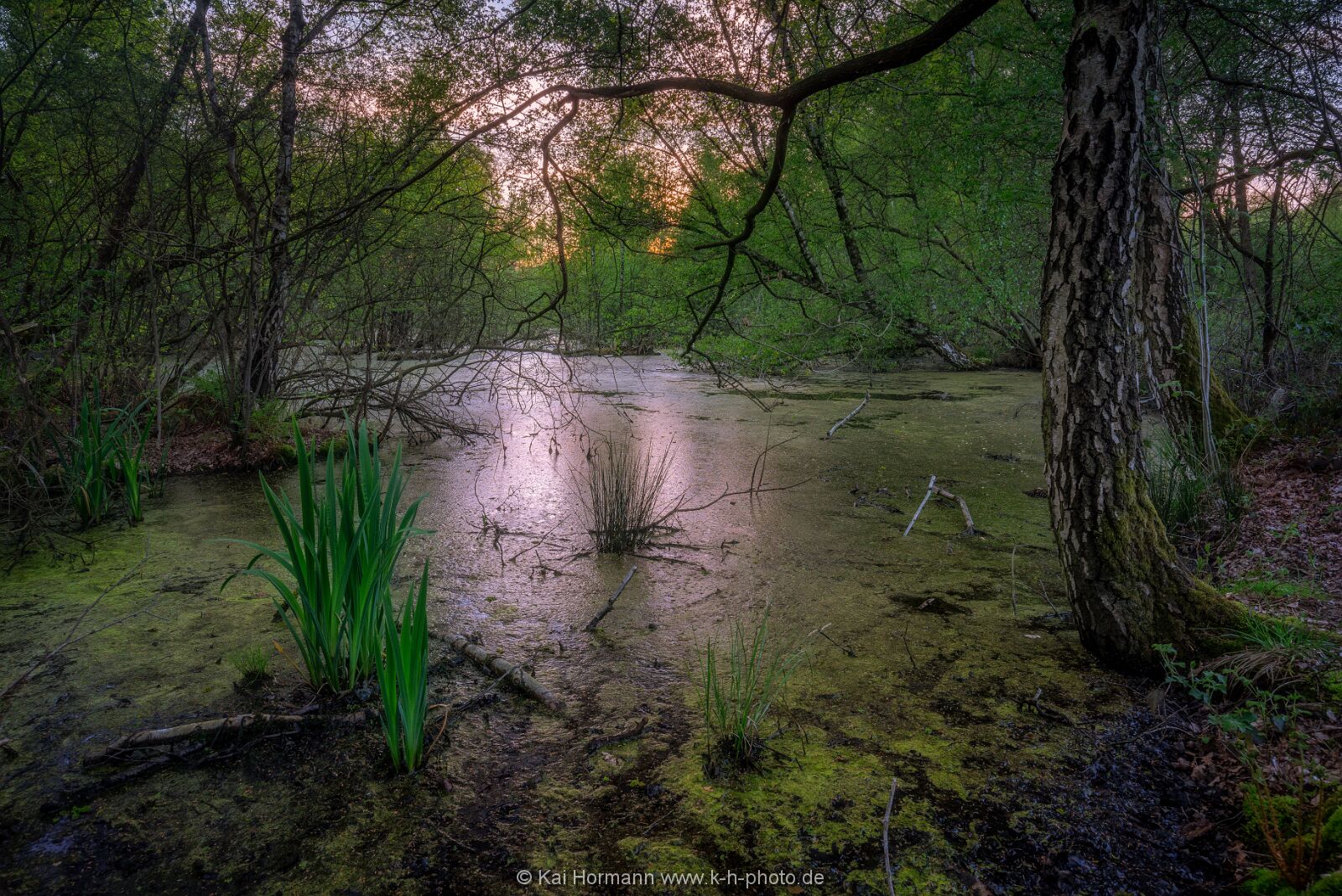 Großes Torfmoor Das Große Torfmoor.