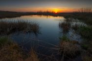 Junge Birkentriebe im Abendlicht. Großes Torfmoor, 15.04.2023. Die Natur kennt keine Planwirtschaft.