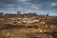 Naturschutz im großen Torfmoor und Bastauwiesen ? Fehlgeleiteter Naturschutz im Kreis Minden-Lübbecke.