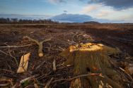 Klimaschutz im großen Torfmoor und Bastauwiesen ? Fehlgeleiteter Naturschutz im Kreis Minden-Lübbecke.